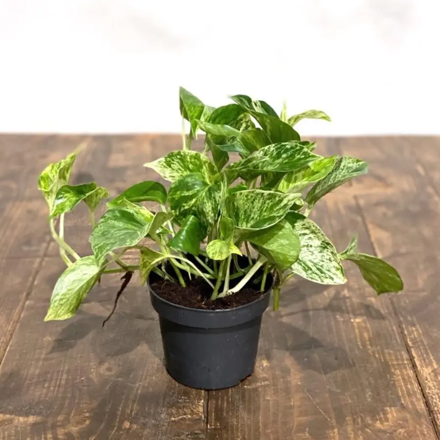Nõelköis Marble Queen 15/40