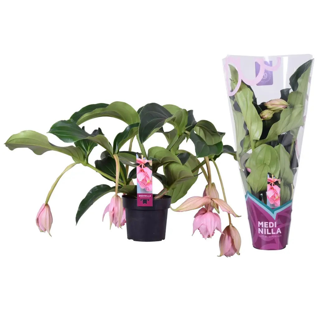 Oivaline korallpõõsas Lambada P14/40cm 4õ
