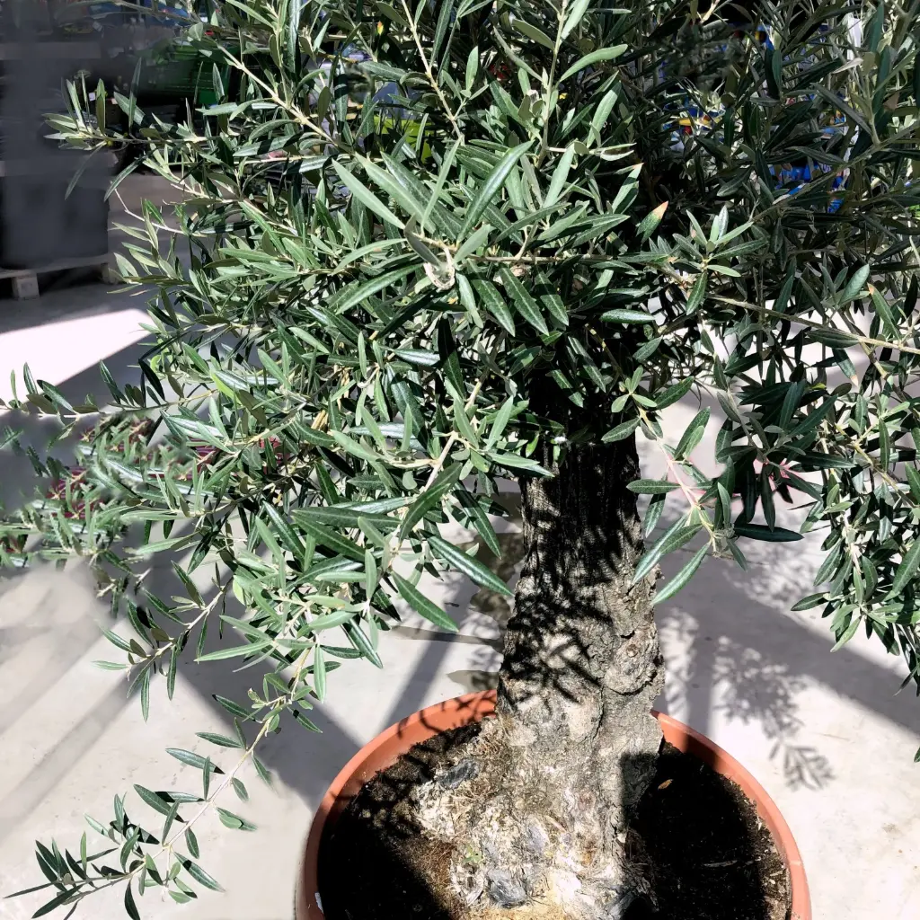 Õlipuu ehk oliivipuu bonsai 70/215