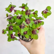 Õnne-jänesekapsas  'Luck' 9Ø 18cm