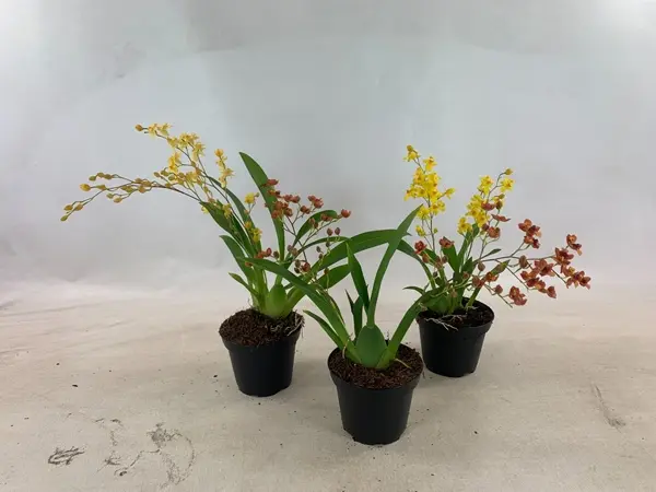 Ontsiidium P8/20cm 4v 