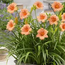 Päevaliilia 'Every Daylily Pink Wing' C5