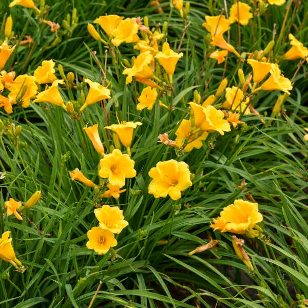 Päevaliilia 'Stella de Oro' C3