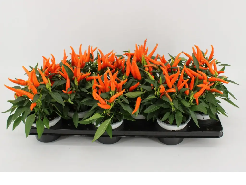 Paprika Hup Hup 10,5*25cm