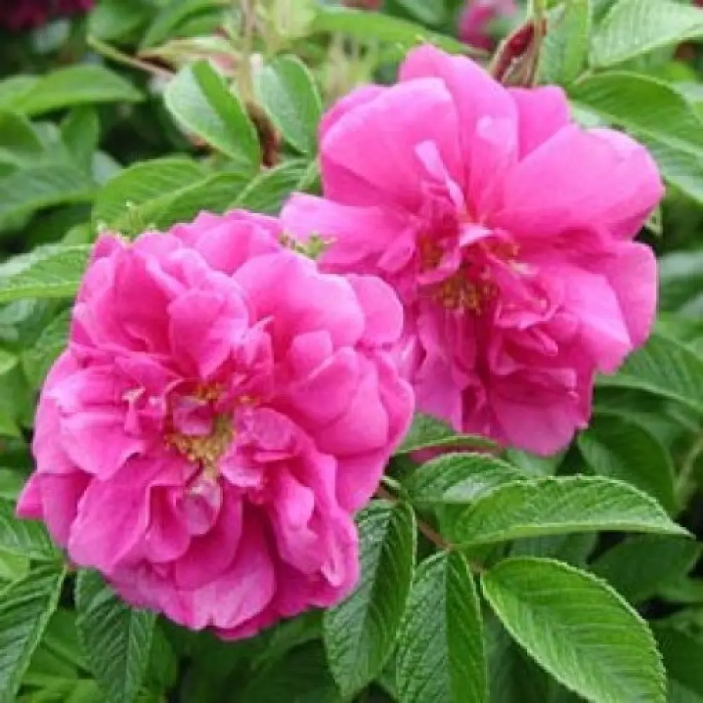 Pargiroos 'Rosa Zwerig' C3 35cm