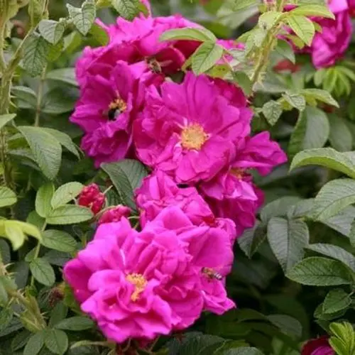 Pargiroos 'Rotes Meer' C3 35cm