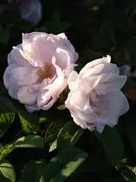 Pargiroos 'Schneekoppe' C3 35cm