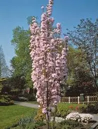 Peensaagjas kirsipuu 'Amanogawa' C25 200-220