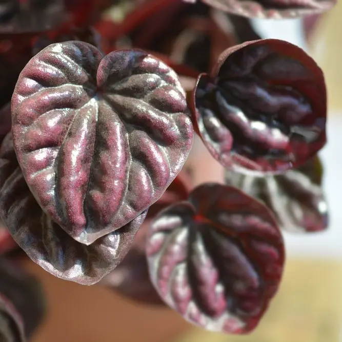 Peperoomia ' Chocolate' P12cm