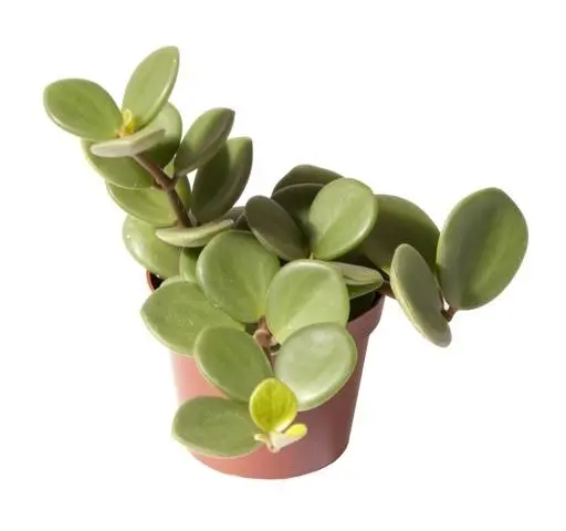 Peperoomia Hope P8,5/10cm