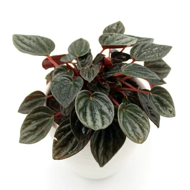 Peperoomia valik P12/25cm