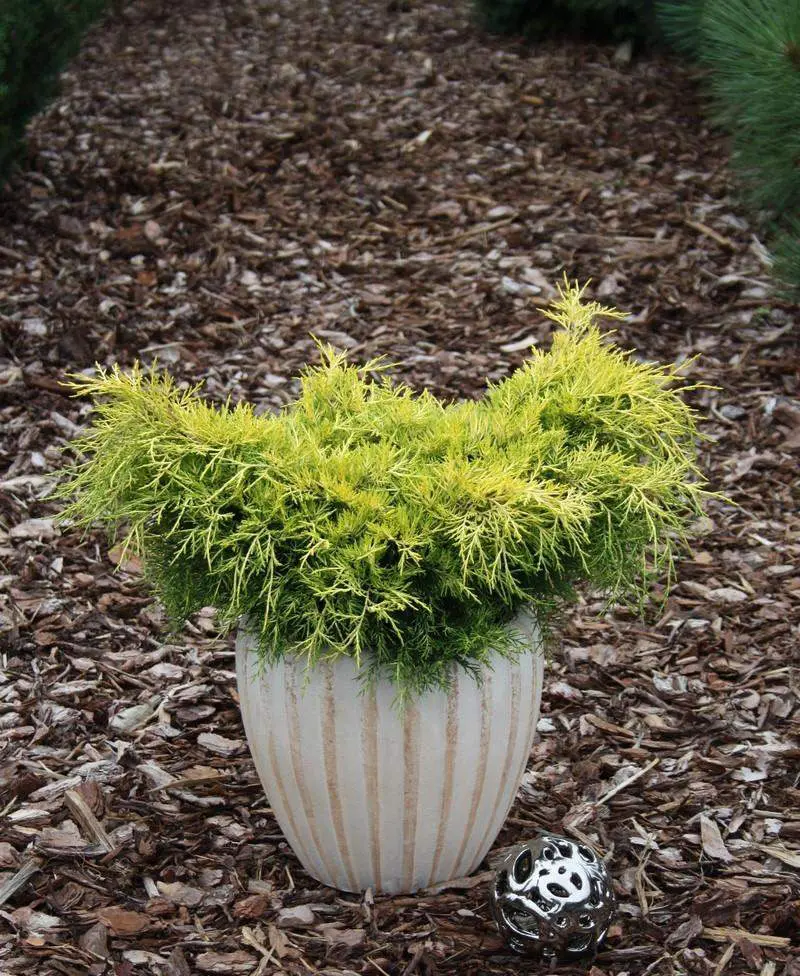 Pfitzeri kadakas 'Yellow Sapphire' 20cm C2