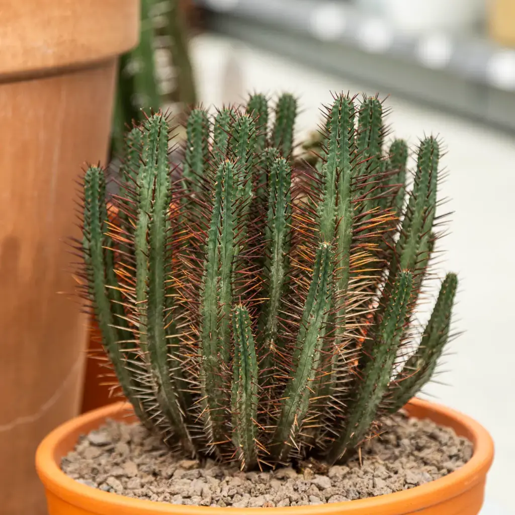 Piimalill P17/35cm
