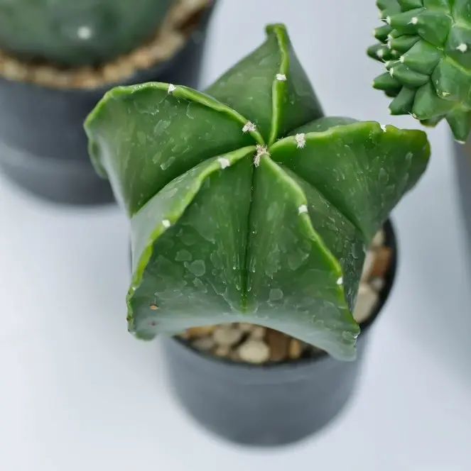 Piiskopi-tähtkaktus P5,5/12cm