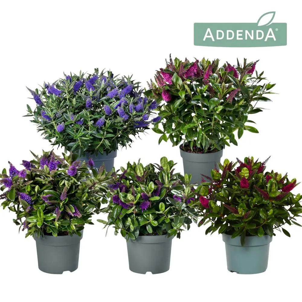 Puismailane Addenda mix 15Ø 35cm