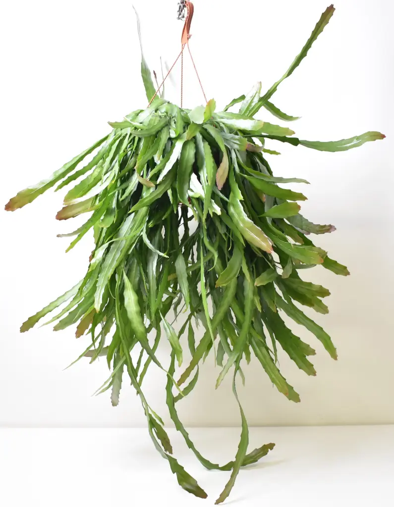 Punakas keekaktus 'Quazaltecus' P21/80cm