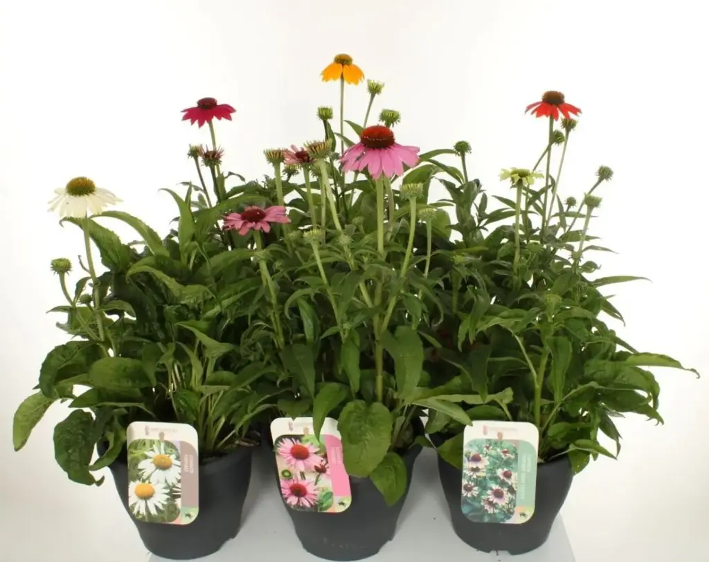 Punane siilikübar valik P17/40cm