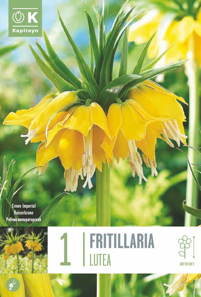 Harilik püvilill 'Lutea' 1tk 20/24
