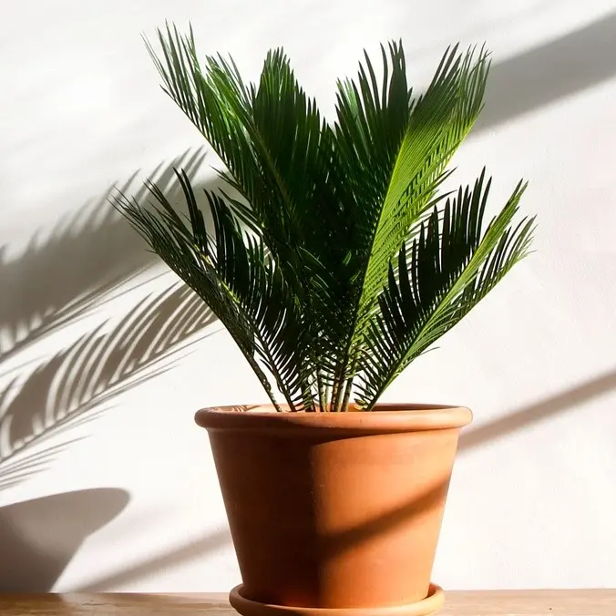 Rahu palmlehik P24/65cm