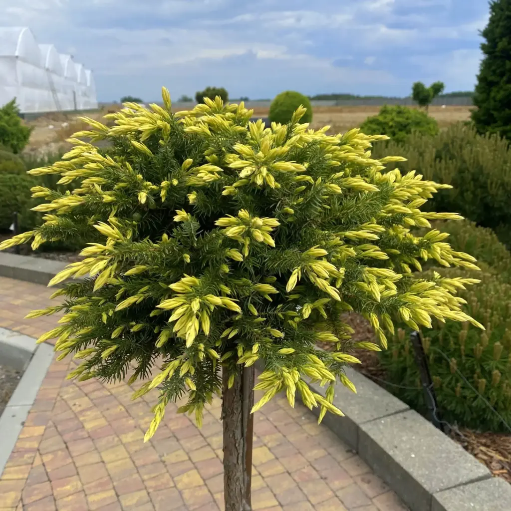 Randkadakas 'Sunflower' 40-55cm C5