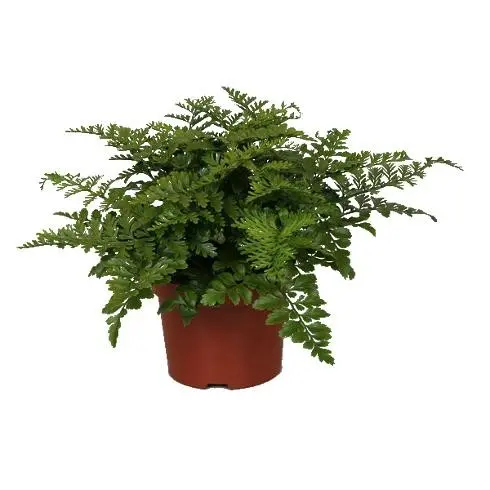 Raunjalg Parvati P12/25cm
