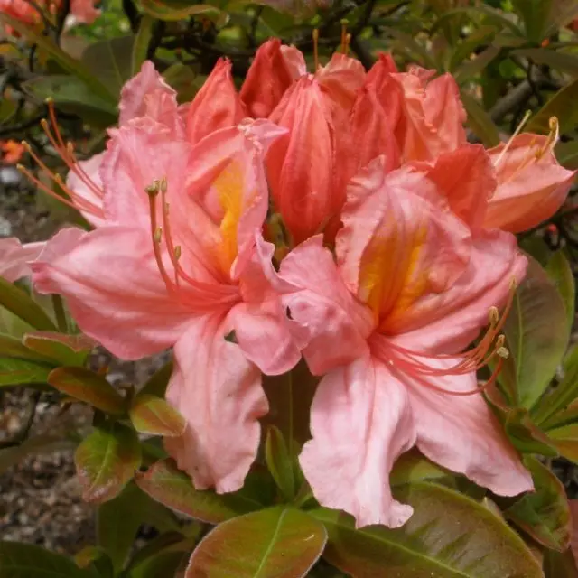 Rodo (AK) 'Berryrose' 40/- C5