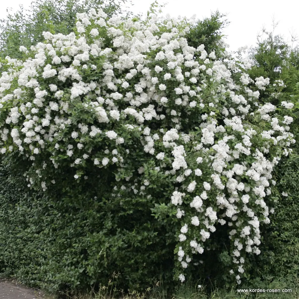 Rohkeõieline kibuvits C3 35cm