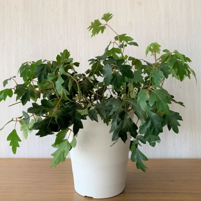 Romblehine tsissus Ellen Danica 19/40