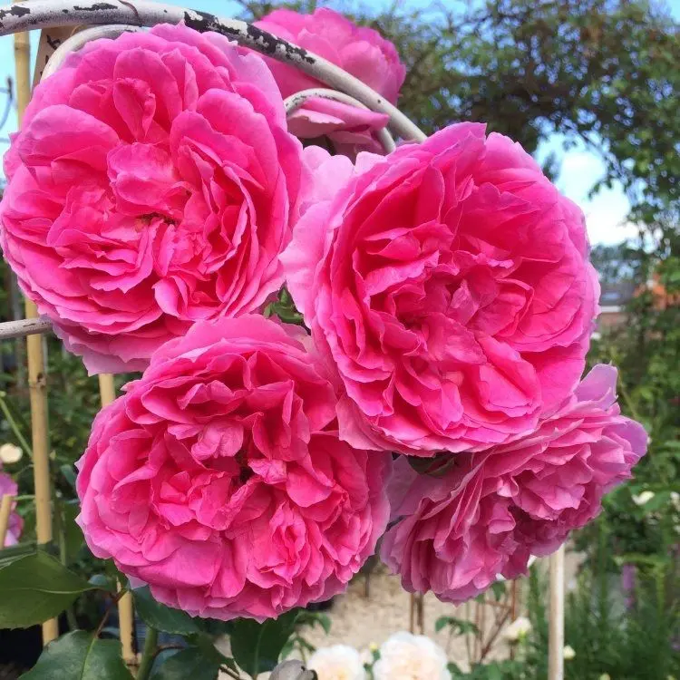 Roniroos 'Pink Cloud' C3 75cm