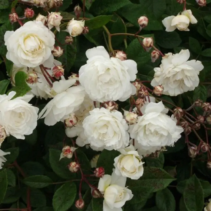 Roniroos 'Snow Princess' C3 75cm