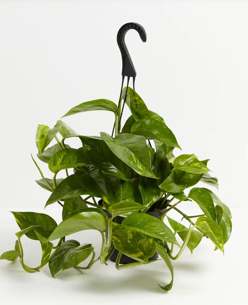 Kuld-nõelköis P15/40cm