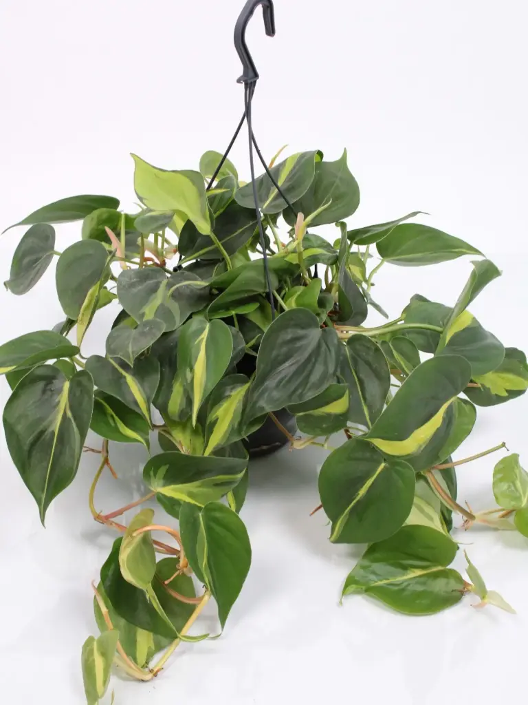 Roniv filodendron 'Brasil' P15/40cm