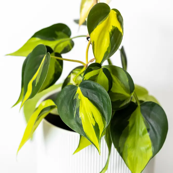 Roniv filodendron 'Brasil' P12/20cm
