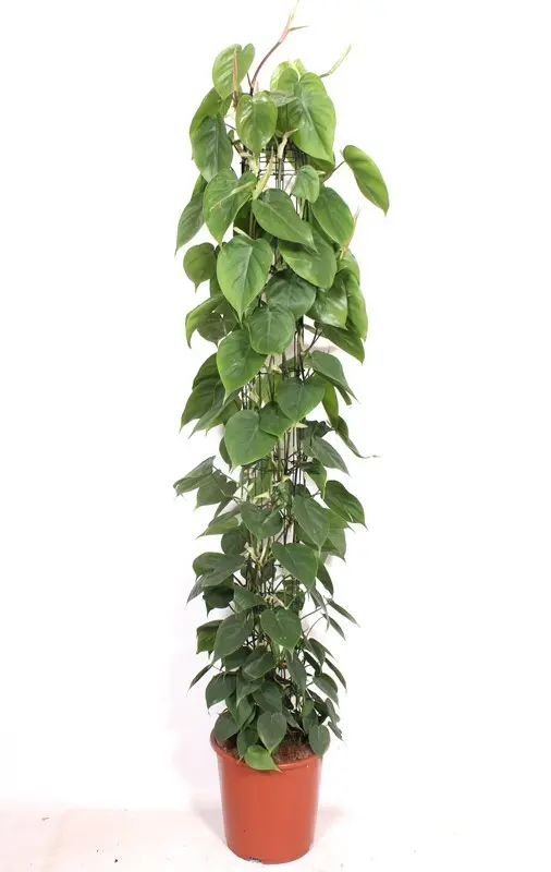 Roniv filodendron Scandens 24Ø 110cm
