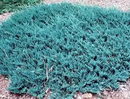 Roomav kadakas 'Blue Chip' C2 30/+CM