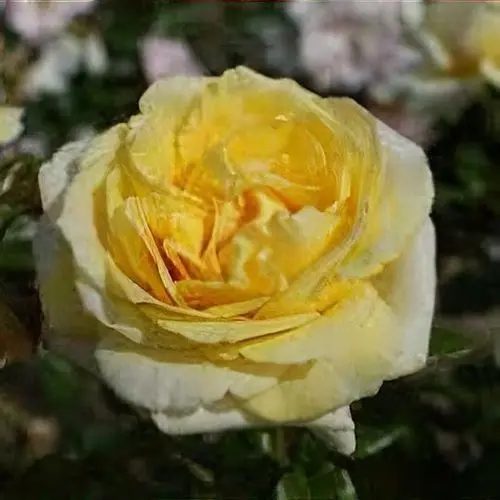 Roos 'Diamonds Forever' TH C5 50cm