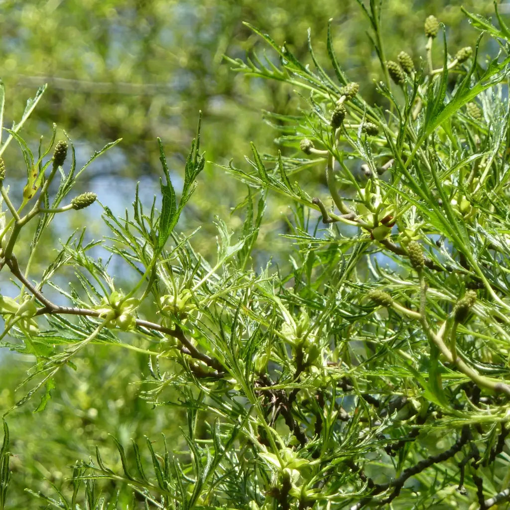 Sanglepp 'Imperialis' C7,5 220-240