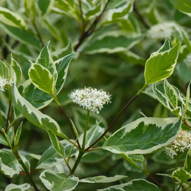 Siberi kontpuu 'Elegantissima'C7,5