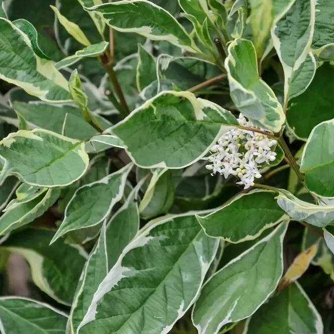 Siberi kontpuu 'Sibirica Variegata' P19 40-50 CM