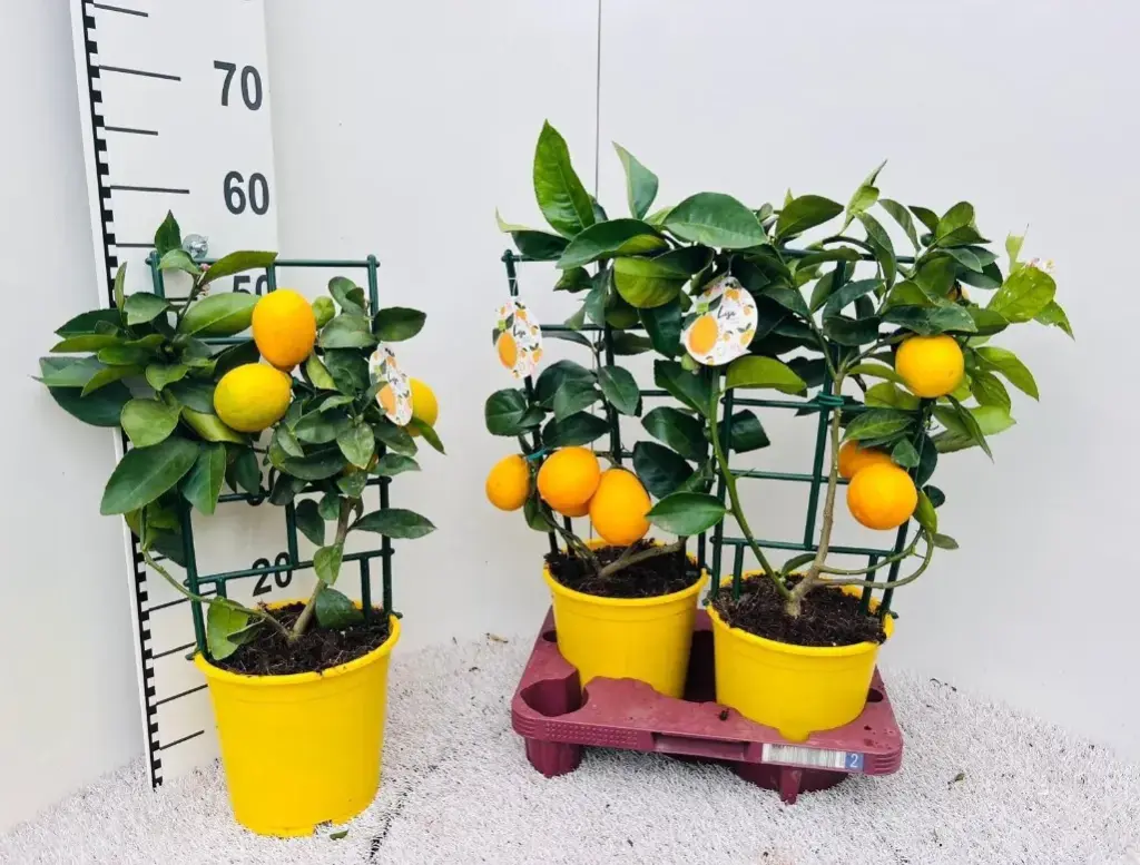 Sidrunipuu 'Meyer' raamiga P19/65cm