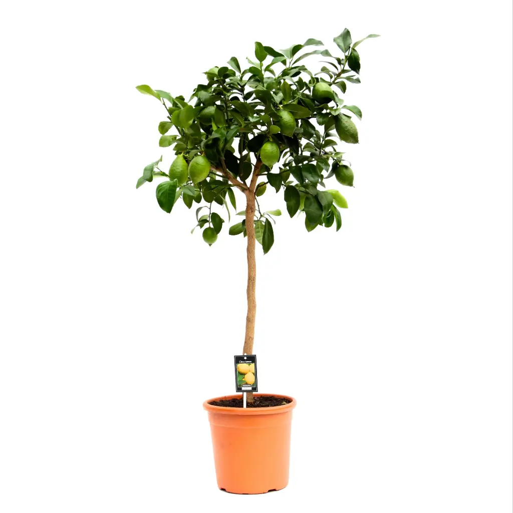 Sidrunipuu P35/170cm