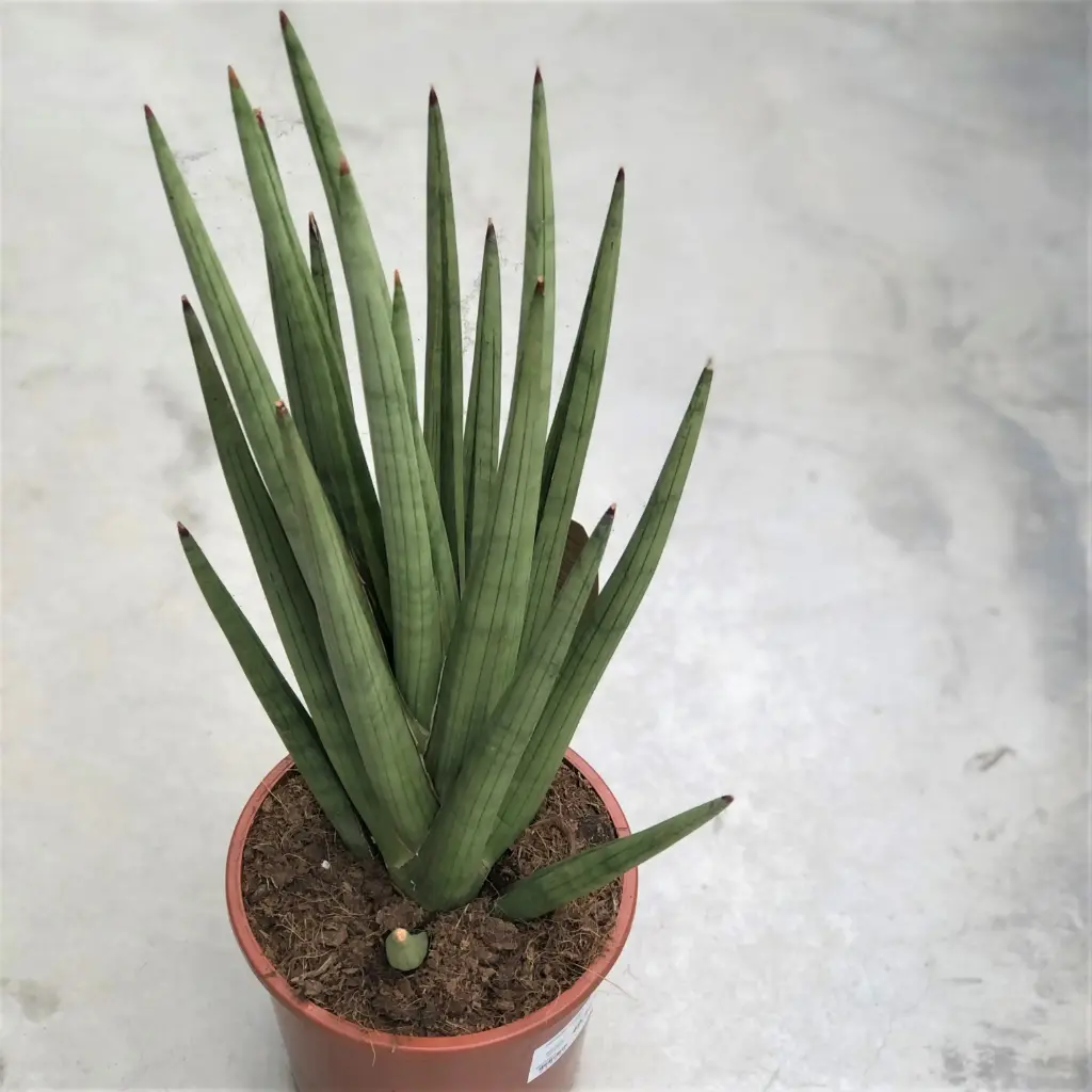 Silinderjas havisaba 'Tought Guy' P12/35cm