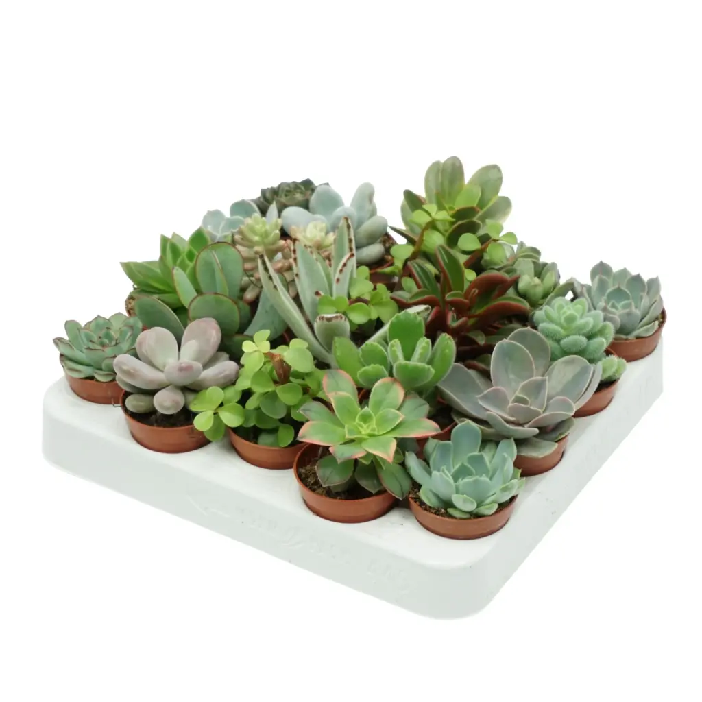 Soomuslehik valik 5,5Ø 10cm