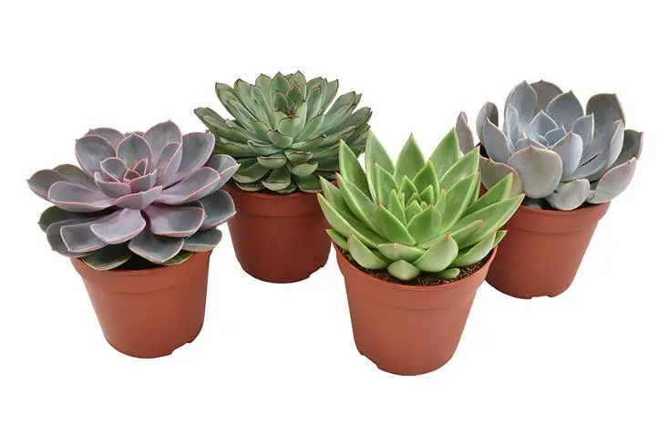 Soomuslehik valik P10,5/12cm