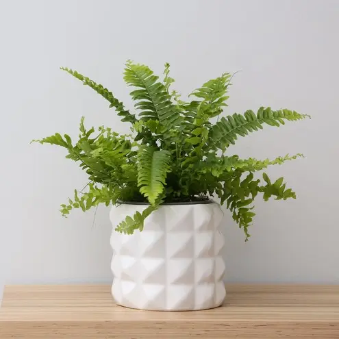 Sõrgköis valik P14/30cm