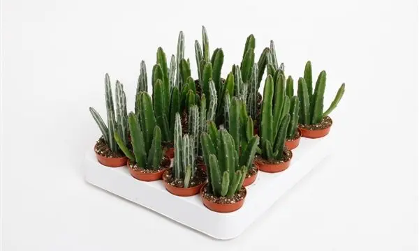 Stapeelia valik P8,5/20cm