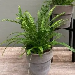 Südajalehine nefroleep Duffii P12cm