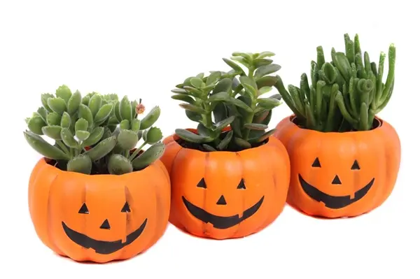 Sukulent valik Halloween P12/20cm