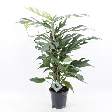 Sulgjas nõelköis Baltic Blue 17Ø 60cm
