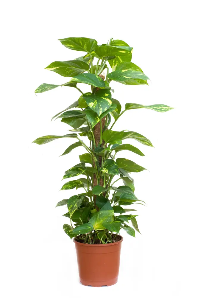 Sulgjas nõelköis P27/160cm